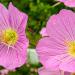 Perene: Oenothera speciosa Rosea - roze noćurak , slika2